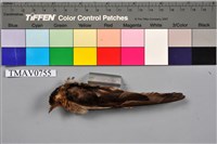 藏品(洋燕)的圖片